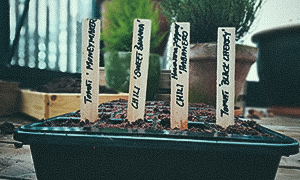 Valmiiksi kylvetyt tomaatit ja chilit Valmiiksi kylvetyt tomaatit ja chilit